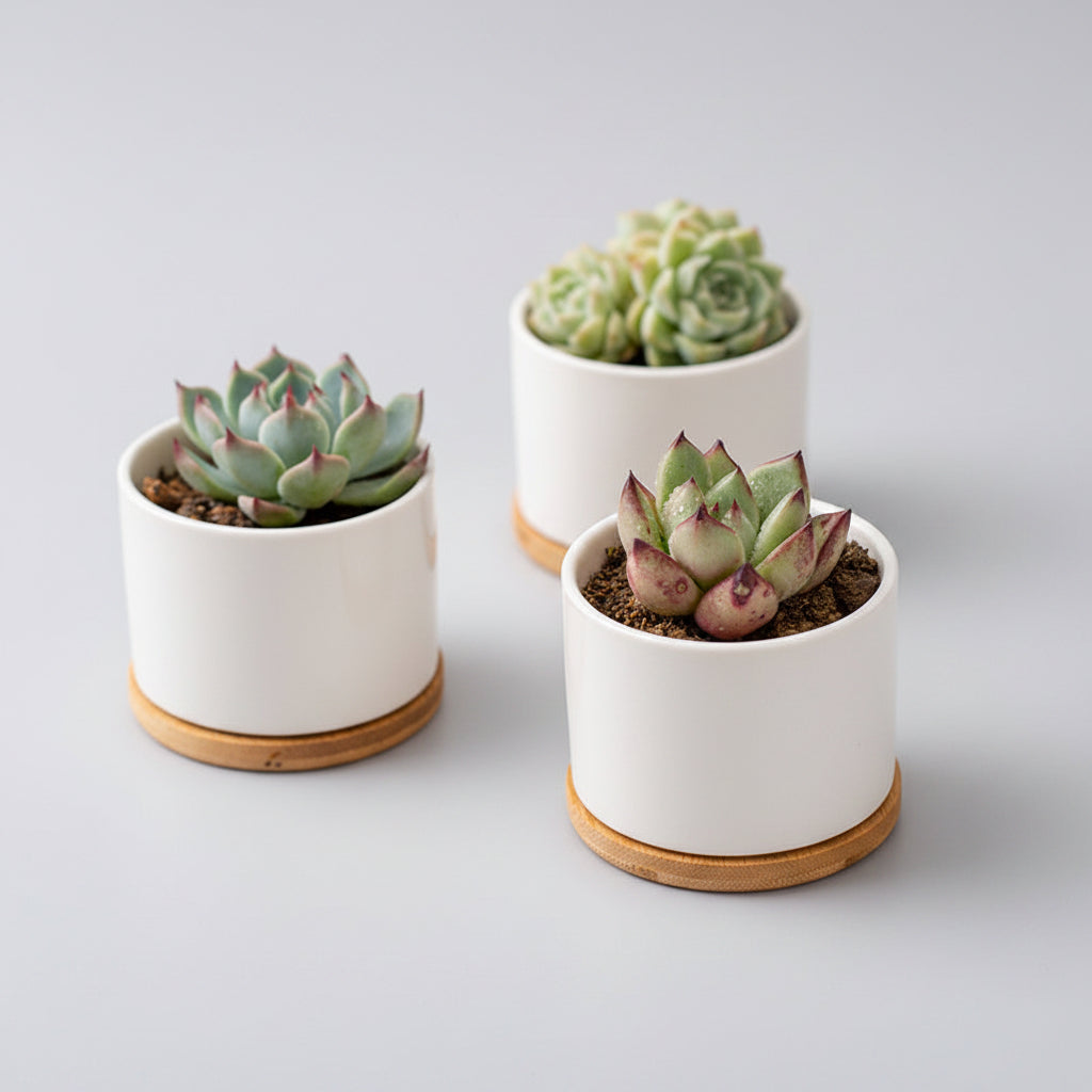 White Porcelain Succulent Pot Modern Home Gardening Ceramic....