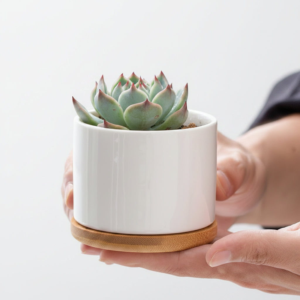 White Porcelain Succulent Pot Modern Home Gardening Ceramic...