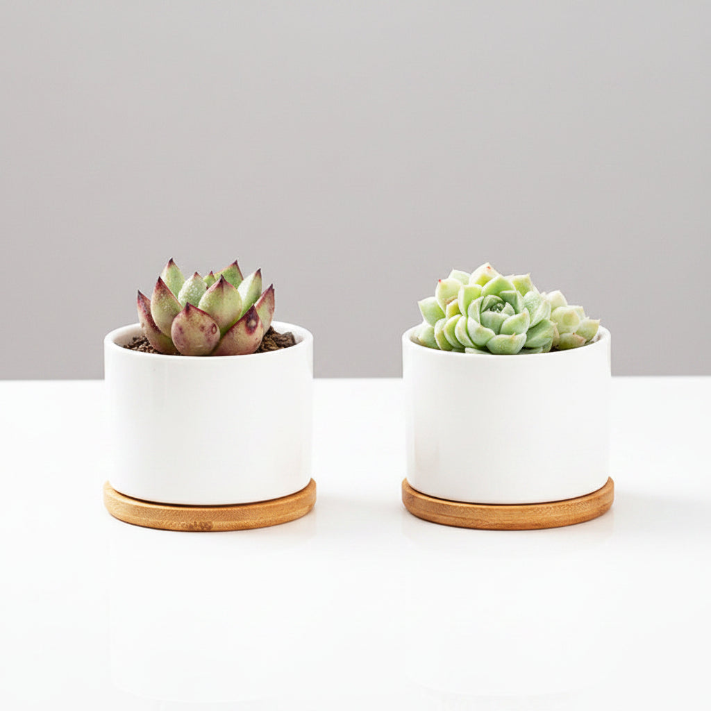 White Porcelain Succulent Pot Modern Home Gardening Ceramic